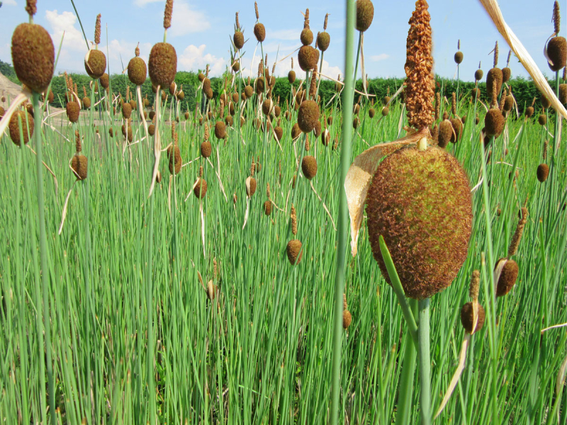 Preview: Typha minima - Zwergrohrkolben